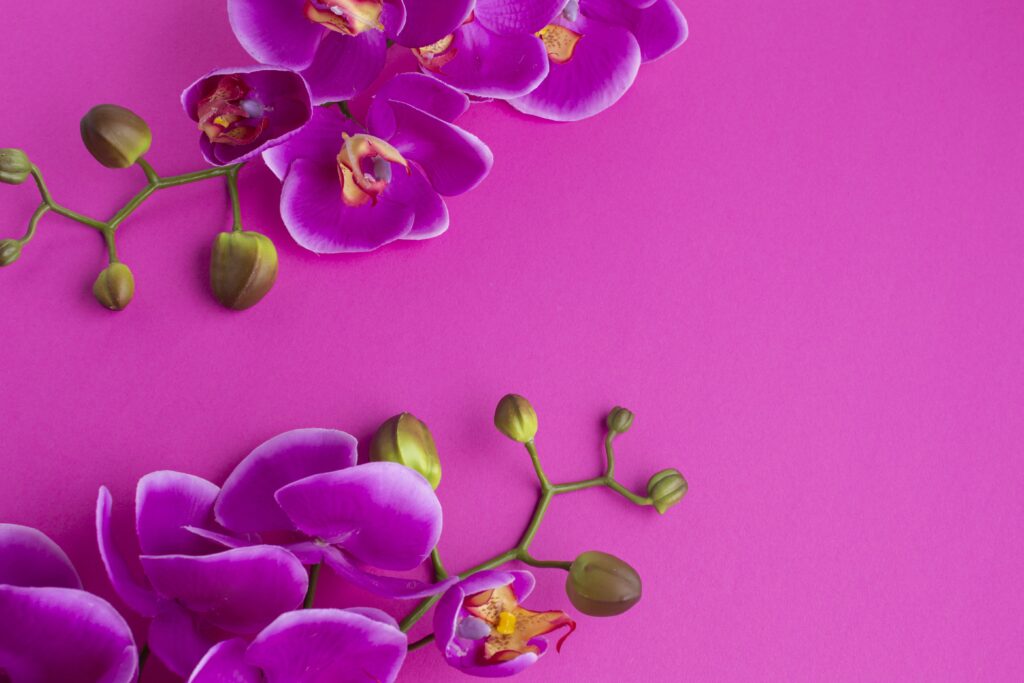 purple orchids