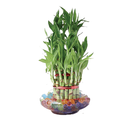 10 Sticks Lucky Bamboo With Glass Bowl