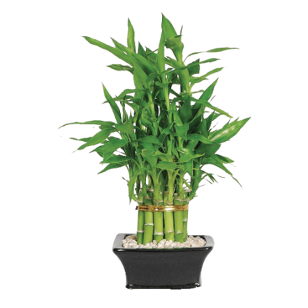 Big 20 Sticks Lucky Bamboo with Pot