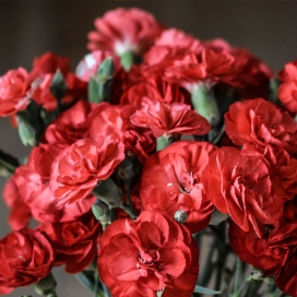 Beautiful Carnations