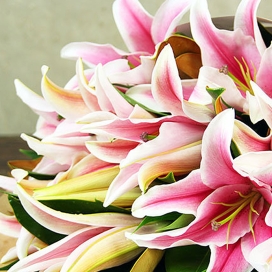 Beautiful Lilies