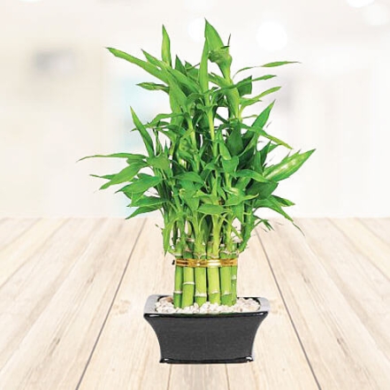 10 Lucky Bamboo Sticks With Pot 