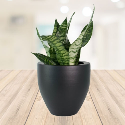 Sansevieria Plant