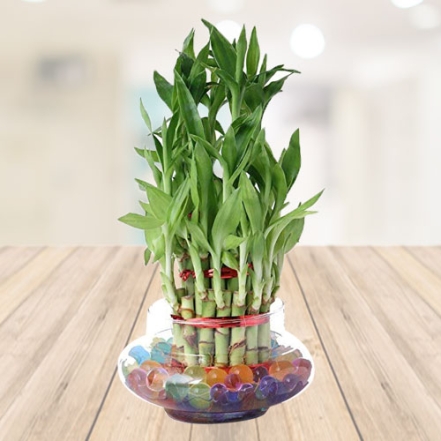Three Layer Lucky Bamboo with vase