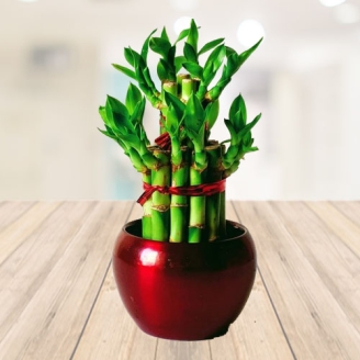 10 Lucky Bamboo Plant in Metal Brass