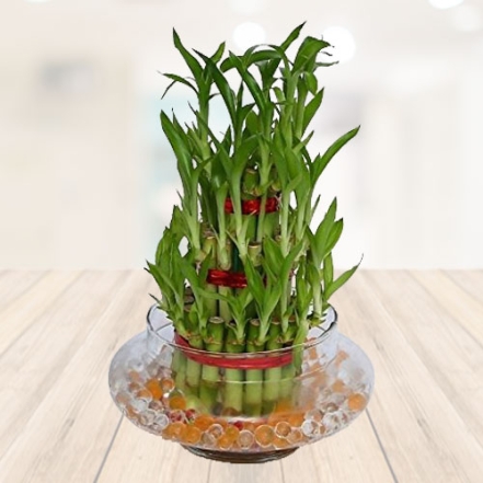 Three Layer lucky bamboo with bowl