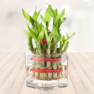 Small Lucky Two Layer Bamboo