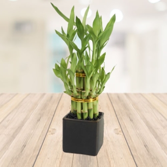 Two Layer Bamboo Plant in Plastic Brass