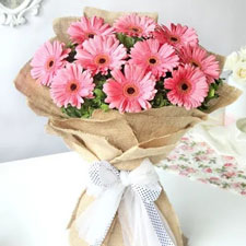 Gerberas